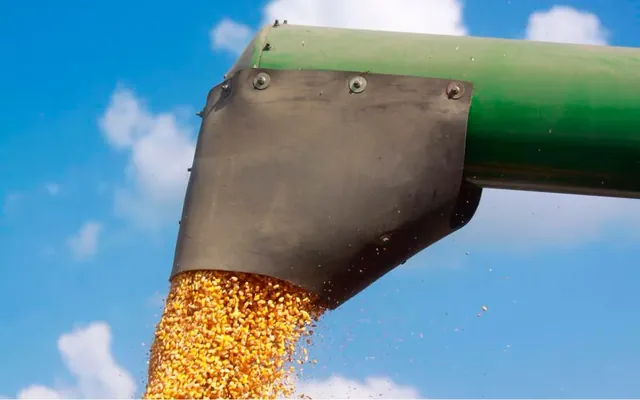 Descarga de grano de maíz desde el tubo de una cosechadora